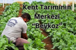 BEYKOZ TARIMSAL ÜRETİMDE İDDİALI