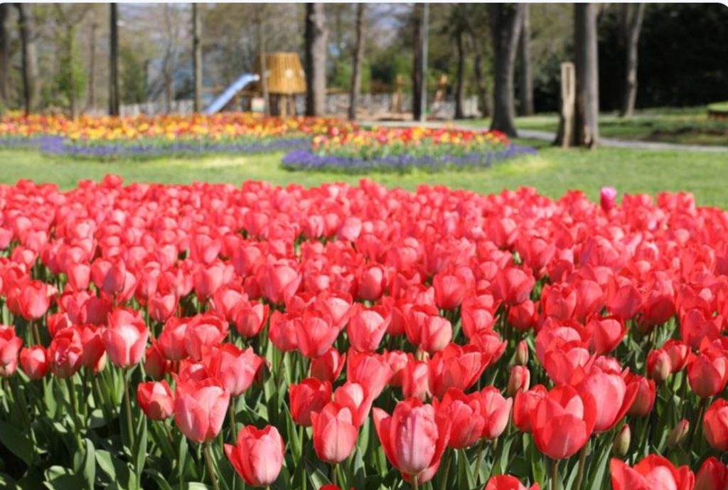 BAHARI, HIDİV KASRINDA KARŞILAYIN