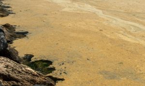 MÜSİLAJ BEYKOZ SAHİLLERİNDE