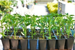 KENDİ FİDENİZ, KENDİ SEBZENİZ