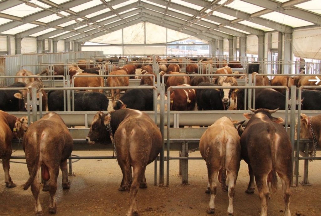 KURBAN MOBİL UYGULAMASIYLA KOLAY ERİŞİM