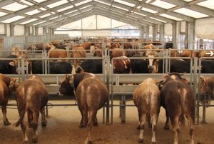 KURBAN MOBİL UYGULAMASIYLA KOLAY ERİŞİM